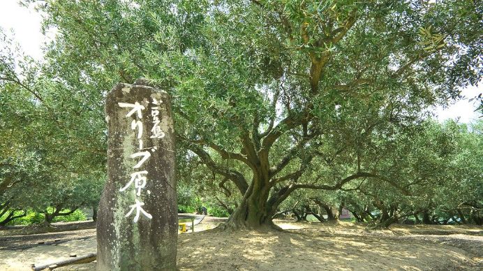 14:00 | オリーブ園　ハートのオリーブの葉っぱ探し